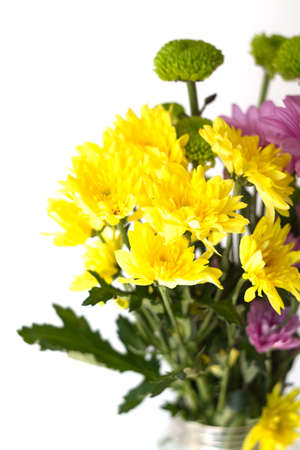 yellow and pink flowers in white backgroundの写真素材