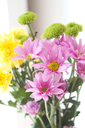 yellow and pink flowers in white backgroundの写真素材