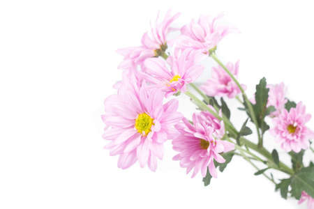 pink flower in white backgroundの写真素材