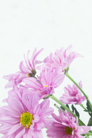 pink flower in white backgroundの写真素材