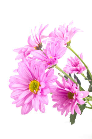 pink flower in white backgroundの写真素材