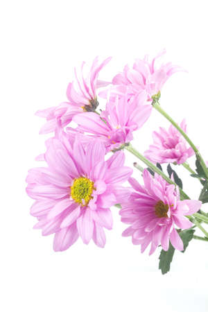 pink flower in white backgroundの写真素材