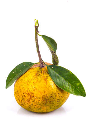 orange with leave on white backgroundの写真素材