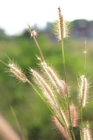 Flower grass impact sunlight