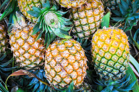 pineapple closeup textureの写真素材