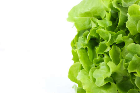 Green salad vegetable on white backgroundの写真素材