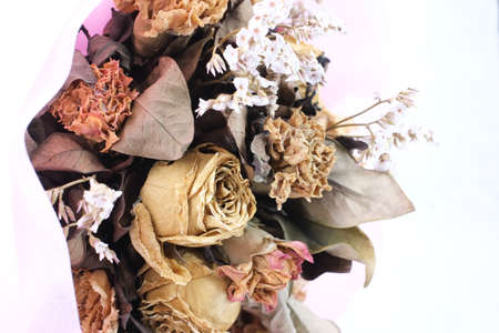 dry rose in white backgroundの写真素材