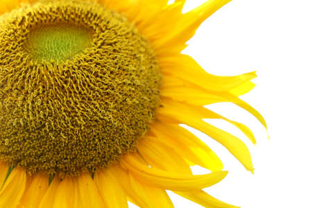 Sun flower on white backgroundの写真素材