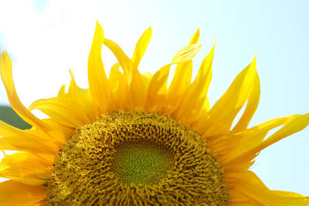 Sun flower on white backgroundの写真素材