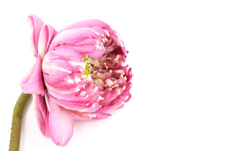 pink lotus on white backgroundの写真素材