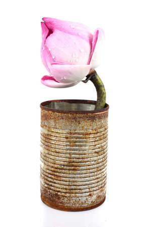 pink lotus on white backgroundの写真素材