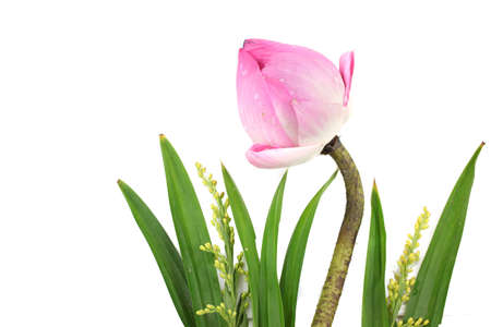 pink lotus on white backgroundの写真素材
