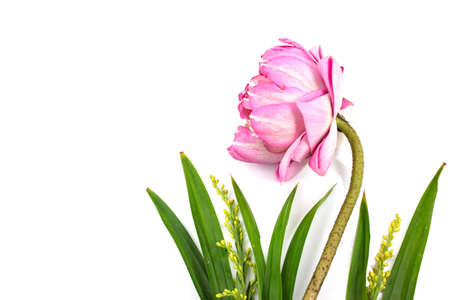 pink lotus on white backgroundの写真素材