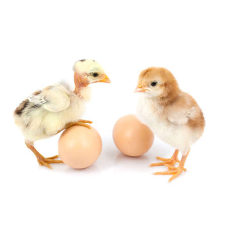 brown egg and chicken isolated on a white backgroundの写真素材