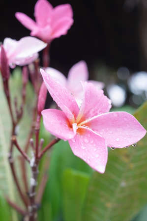 pink frangipani flowers with leaves in backgroundの写真素材