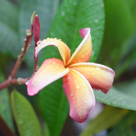 pink frangipani flowers with leaves in backgroundの写真素材