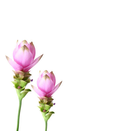 siam tulip on white backgroundの写真素材