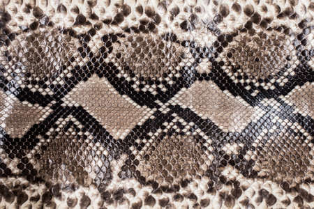 Snake skin patternの写真素材