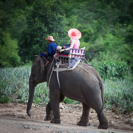 tourist ride elephant travel in forest Thailandの写真素材