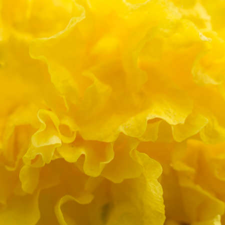 The yellow abstract flower backgroundの写真素材