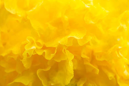 The yellow abstract flower backgroundの写真素材