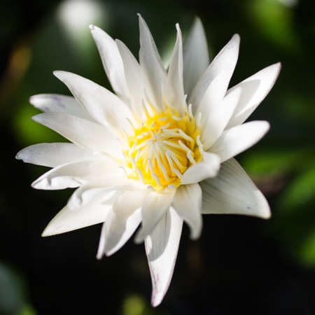 white lotus , lily flower in the lakeの写真素材