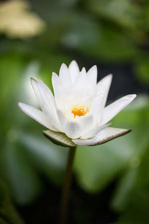 white lotus , lily flower in the lakeの写真素材