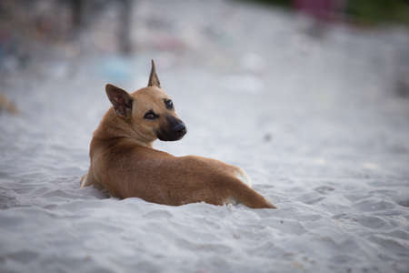 dog on the beachの写真素材