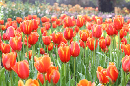 Fresh colorful tulips in warm sunlightの写真素材