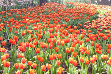 Fresh colorful tulips in warm sunlightの写真素材