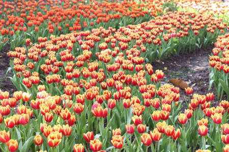 Fresh colorful tulips in warm sunlightの写真素材