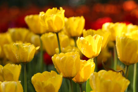 Fresh colorful tulips in warm sunlightの写真素材
