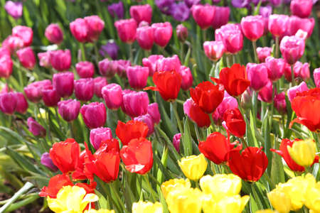 Fresh colorful tulips in warm sunlightの写真素材