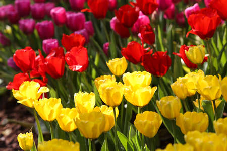 Fresh colorful tulips in warm sunlightの写真素材