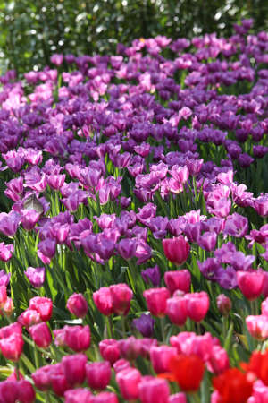 Fresh colorful tulips in warm sunlightの写真素材