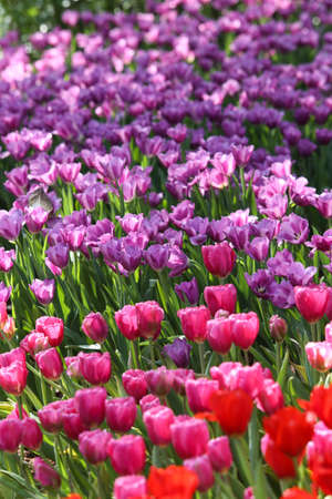 Fresh colorful tulips in warm sunlightの写真素材