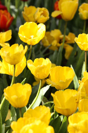 Fresh colorful tulips in warm sunlightの写真素材