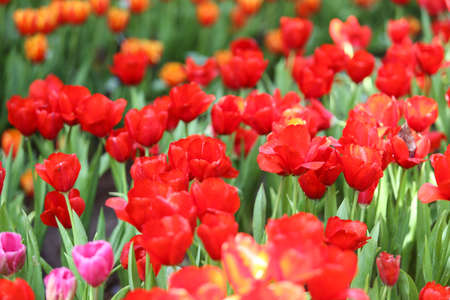 Fresh colorful tulips in warm sunlightの写真素材
