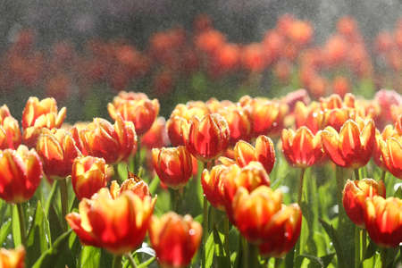 Fresh colorful tulips in warm sunlightの写真素材