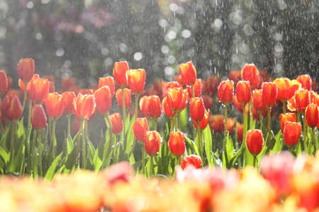 Fresh colorful tulips in warm sunlightの写真素材