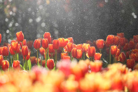 Fresh colorful tulips in warm sunlightの写真素材