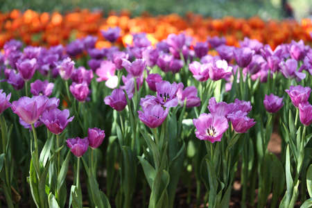 Fresh colorful tulips in warm sunlightの写真素材
