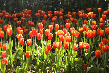 Fresh colorful tulips in warm sunlightの写真素材