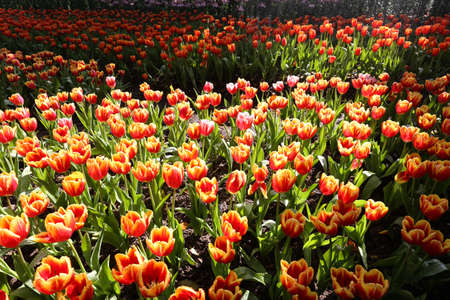 Fresh colorful tulips in warm sunlightの写真素材