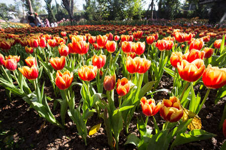 Fresh colorful tulips in warm sunlightの写真素材