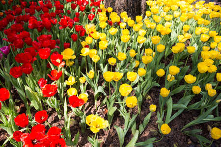 Fresh colorful tulips in warm sunlightの写真素材