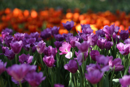 Fresh colorful tulips in warm sunlightの写真素材