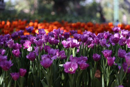 Fresh colorful tulips in warm sunlightの写真素材