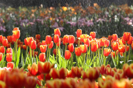 Fresh colorful tulips in warm sunlightの写真素材