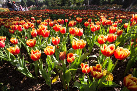 Fresh colorful tulips in warm sunlightの写真素材